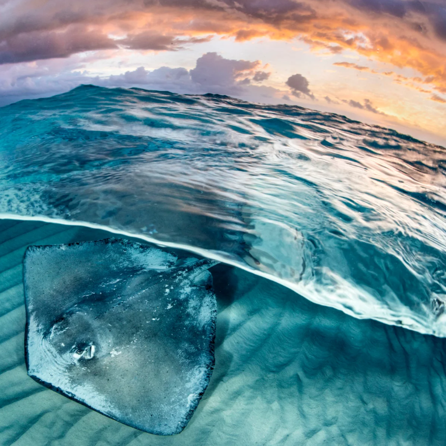 Stingray_Mobile